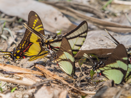 Colorful butterflies on a bank of the river in the Amazon jungle.の写真素材