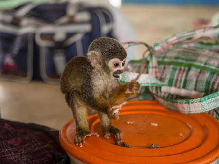 Amazon River, Peru - May 13, 2016: Samll exotic animal on the deck of cargo boat