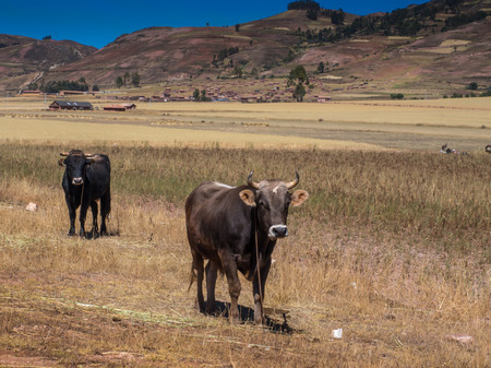 Pisac, Peru - May 20, 2016: Cows in the peruvian Andes.のeditorial素材