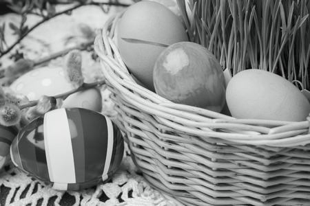 Young oat and colourful Easter eggs in the basketの写真素材