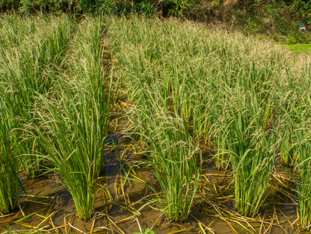 A small plantation of rice in the waterの写真素材