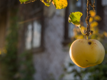 Juicy, yellow, worm-eaten apple hanging on a branch with  wooden cottages in the Podlasie countrysideの写真素材