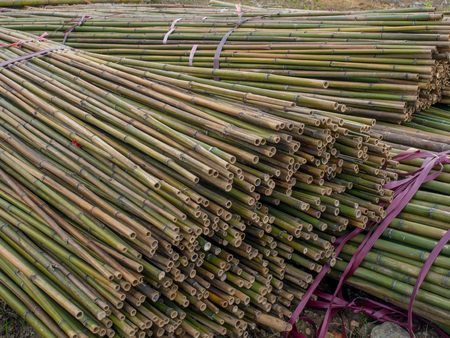The stems of bamboo trees tied in bundlesの写真素材