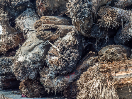 Luodong, Taiwan - October 18, 2016: Line-ups of camphor tree wood in Luodong Forestry Culture Gardenのeditorial素材