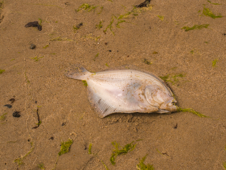 Dead flounder stranded on a sandy beachの写真素材