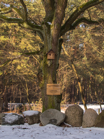 A wooden station of the Cross Road on a trunk of a huge tree by  a stone circle in a forest near Warsaw.のeditorial素材
