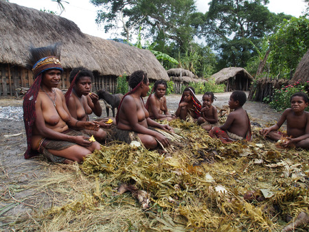 Wamena,  Indonesia - January 23, 2015: Dani tribe Women taking out a roasted wild pig from a specially prepared bonfireのeditorial素材