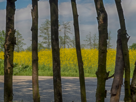 Wooden fence, a field of yellow rapeseed flowers and the clouds on the blue skyの写真素材