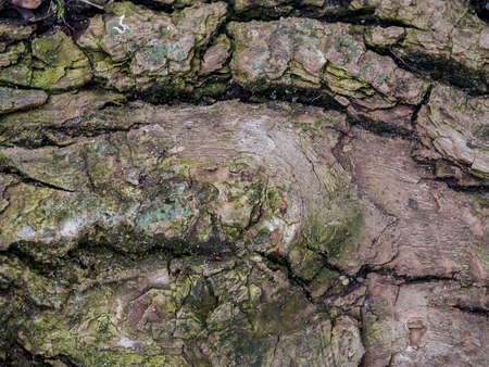 Background. Bark of a tree with visible big cracks and algae