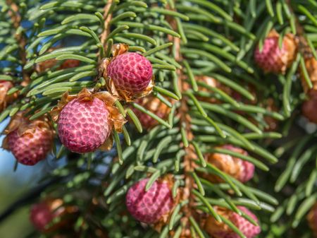 Young branch of spruce tree with conifer conesの写真素材