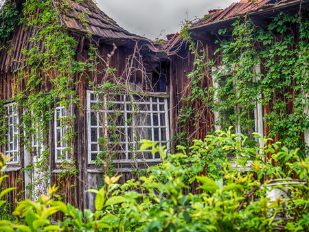 Village, Poland - May  21, 2017: Abandoned, wooden house cover with the ivy at  polish villageのeditorial素材