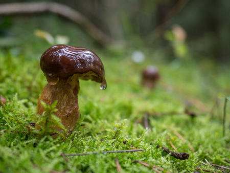 Mushroom with drop of dew in a damp forest cover. Boletus.