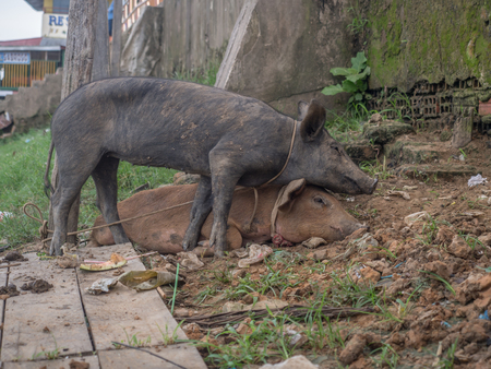 Pigs in the port on the Amazon river