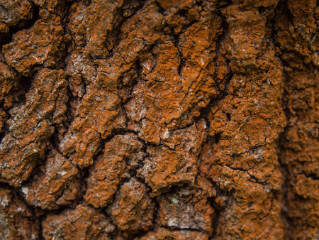Background. Bark of a tree with visible big cracks and brown algaeの写真素材
