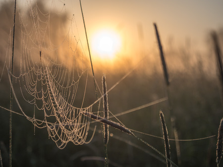 Spider web in the background of the sunrise. Spring landscapeの写真素材