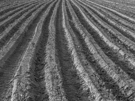 Field of young beet during the sunset