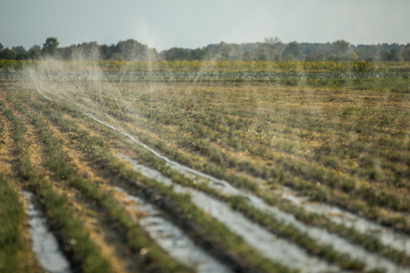 Watering the field in the dry season during the summer in the small village near the Warsawの写真素材