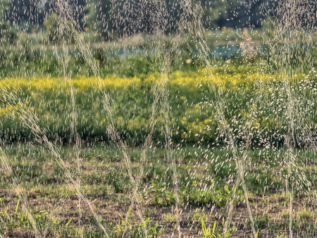 Watering the field in the dry season during the summer in the small village near the Warsawの写真素材