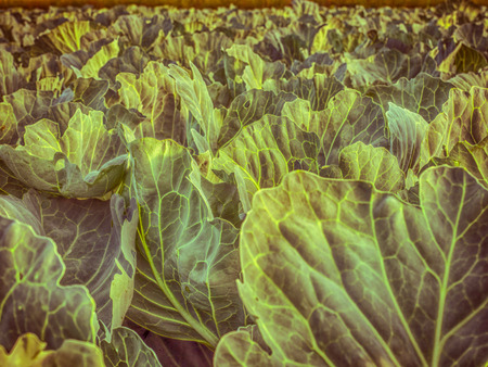 Field of young cabbage during the sunriseの写真素材
