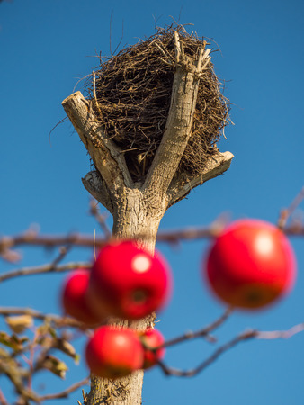 Empty stork's nest and red apples in the autumn. Mazovia. Polandの写真素材