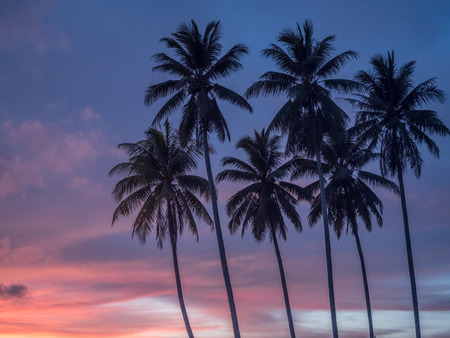 View with silhouettes of  palm trees during a tropical sunset,  Kaimana, Bird's Head Peninsula,  West Papua, Indonesiaの写真素材