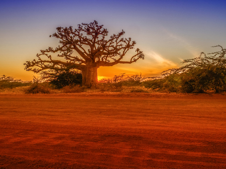 Silhouette of baobab tree at sunset with the yellow background. Tree of happiness, Senegal. Africaの写真素材