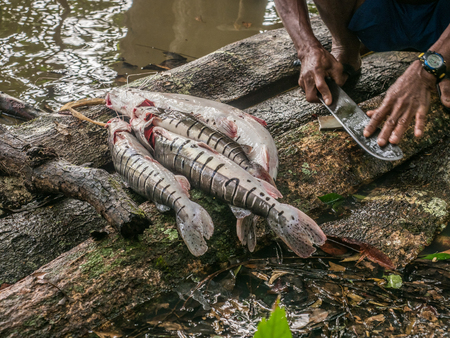 Jungle, Brazylia- Nov 28, 2018: Brazilian man scrape  and prepare the fishes on the platform in the...