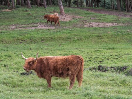 Highland cow on polish meadow. Highland cattle (Scottish Gaelic: BÃ² GhÃ idhealach; Scots:...