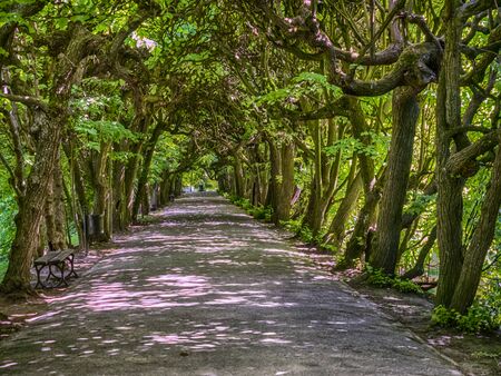 Alley  with benches in the park with sun rays. Gdynia. Palandの写真素材