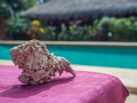 A large seashell on the rose table over the pool with blue water. Holiday background. Relaxing...