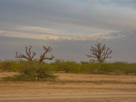Single baobabs on the African steppe during dry season.  Trees of happiness, Senegal. Africa.の写真素材