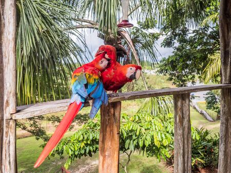 Wildlife love scene in tropical rain forest.  Scarlet Macaws, Ara macao, Brazil. Amazonia. South America.の写真素材