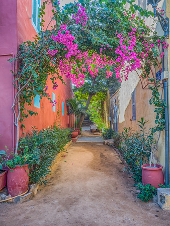 Goree, Senegal- February 2, 2019: Red, sandy path between the houses with plenty of colorful flowers on the Goree island. GorÃ©e. Dakar, Senegal. Africa.のeditorial素材