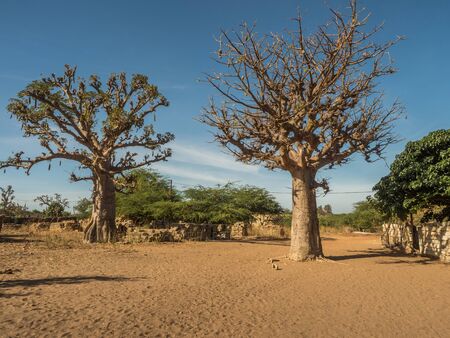 Baobab on the local sandy street.  Trees of happiness,Senegal. Africa.の写真素材