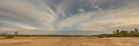 Single baobabs on the African steppe during dry season.  Trees of happiness, Panoramic view. Senegal. Africa.の写真素材