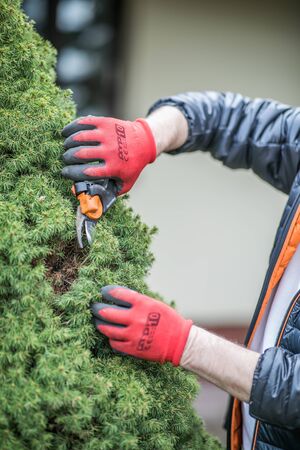The hands of a mature man in working gloves  cleaning conifer bush in the garden during spring orderingの写真素材