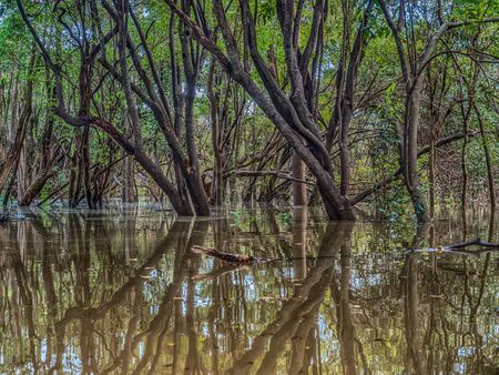 Amazonia. Rain forest near the Javari River, the tributary of the Amazon River. Selva on the border of Brazil and Peru. South America. Hight water season.の写真素材