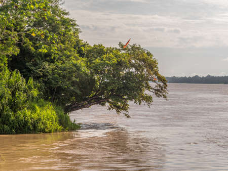 View of the green,  jungle on the banks of the Amazon river, green hell of Amazonia. Selva on the border of Brazil and Peru. South America.の写真素材