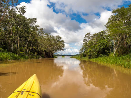 View from the kayak on the wall of green tropical forest in the Amazon jungle, green hell of the Amazon. Selva on the border of Brazil and Peru. Amazon basin in the high water season, South America.の素材 [FY310150737837]