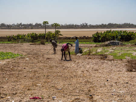Senegal, Africa - February 2019: African men work in the field and collect turnip harvest. In the bacground view of Lac Rose (meaning Pink Lake). Lake Retba with the red waterのeditorial素材