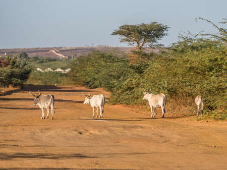 Huge baobab treeand the white cos on the red road. Tree of happiness, Senegal. africaの写真素材
