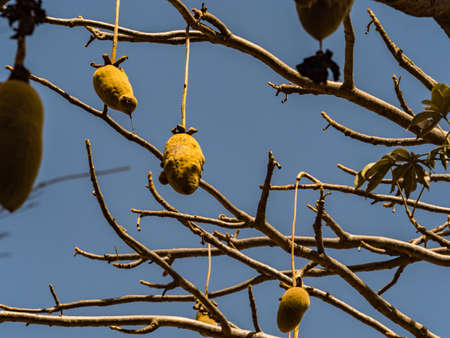 Baobab fruit on the baobab tree. Tree of happiness, Senegal. Africa.