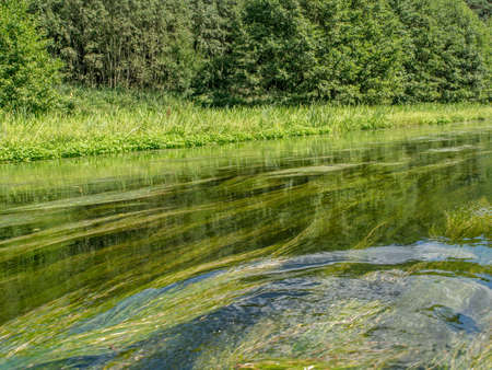 Wda river during canoeing trip. Calamus, rush, bulrush on bank of the river. Acorus calamus also...
