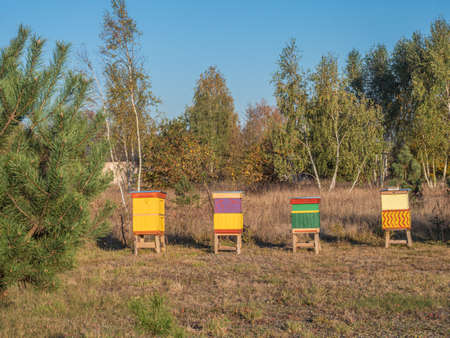 A row of vintage, wooden, handmade, colorful beehives in a field next to the forest. Poland in the autumn.の写真素材