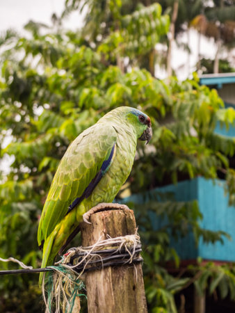 Small green parrot and blue wooden house in a small village in the Amazon jungle, South America. Yavarii river basin tributary of the Amazon River.の写真素材