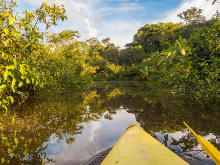 View from the kayak on the wall of green tropical forest in the Amazon jungle, green hell of the...