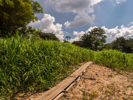Wooden path on the bank of Javari River, the tributary of the Amazon River during low water season. Selva on the border of Brazil and Peru. Amazonia. South America.の写真素材