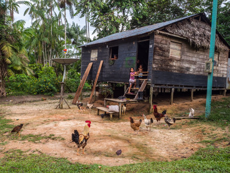 Paumari, Peru - Nov 29, 2018: Wooden house in a small village in the Amazon jungle, South America. Yavarii / Javarii river basin tributary of the Amazon River.のeditorial素材