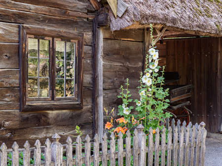 Old Swedish log house with window and white mallow flowers in summer. Nortern Europeの写真素材