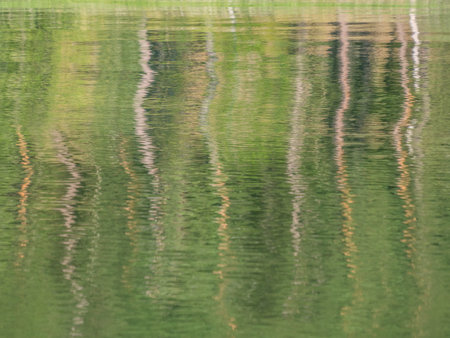 Background, texture. Thick forest with young birches reflected in green water by the lake with...